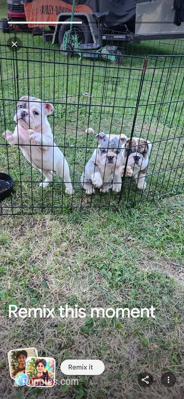 8wk english-bulldogs – English Bulldog puppy for sale in Laketon, IN