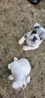 6wk english-bulldogs, a female English Bulldog for sale in Laketon, IN – 3 of 6
