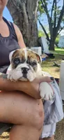 6wk english-bulldogs, a female English Bulldog for sale in Laketon, IN – 1 of 6