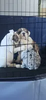 10wk english-bulldog, a male English Bulldog for sale in Laketon, IN – 6 of 6