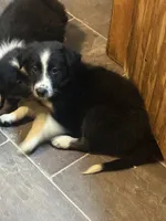 Oreo, a male Border Collie and Miniature Australian Shepherd for sale in Bangor, ME – Photo 2 of 5