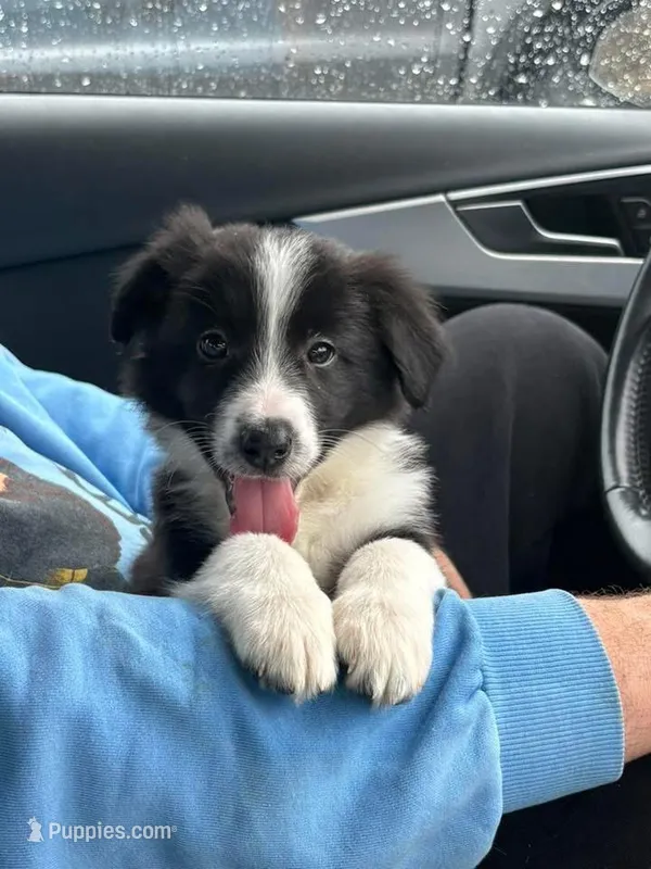 Oreo – Border Collie, Miniature Australian Shepherd puppy for sale in Bangor, ME