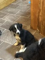 Oreo, a male Border Collie and Miniature Australian Shepherd for sale in Bangor, ME – Photo 3 of 5
