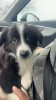 Oreo, a male Border Collie and Miniature Australian Shepherd for sale in Bangor, ME – Photo 5 of 5