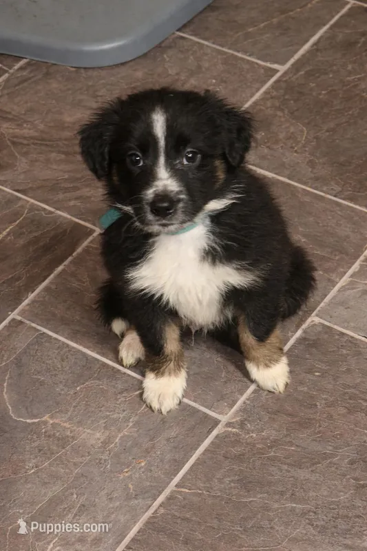 Splenda – Border Collie, Miniature Australian Shepherd puppy for sale in Bangor, ME