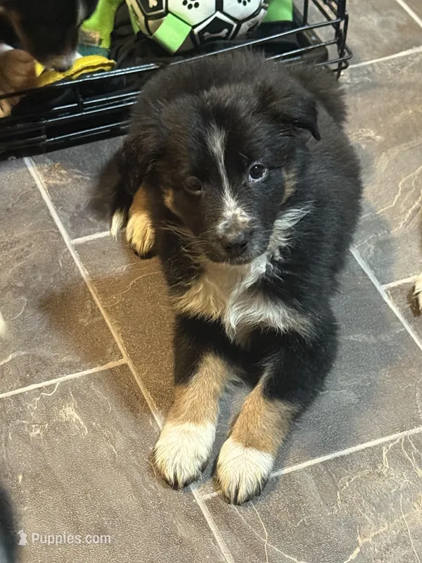 Splenda – Border Collie, Miniature Australian Shepherd puppy for sale in Bangor, ME