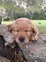 Little Rec, a female Golden Retriever for sale in Gilbert, SC – 1 of 1
