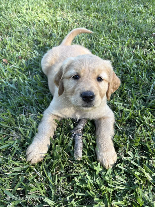 Green Bean – Golden Retriever puppy for sale in Gilbert, SC