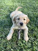 Green Bean, a female Golden Retriever for sale in Gilbert, SC – 1 of 1
