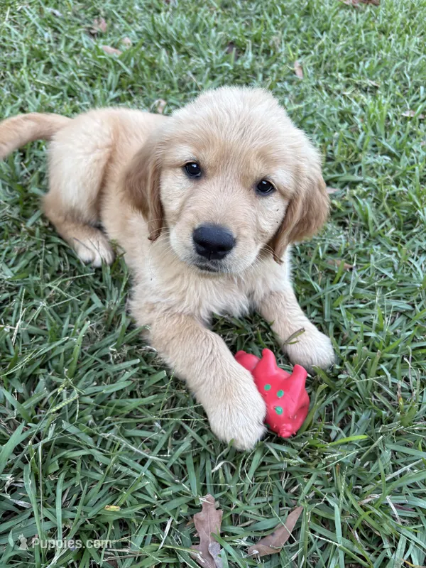 Blueberry – Golden Retriever puppy for sale in Gilbert, SC