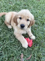 Blueberry, a female Golden Retriever for sale in Gilbert, SC – 1 of 1