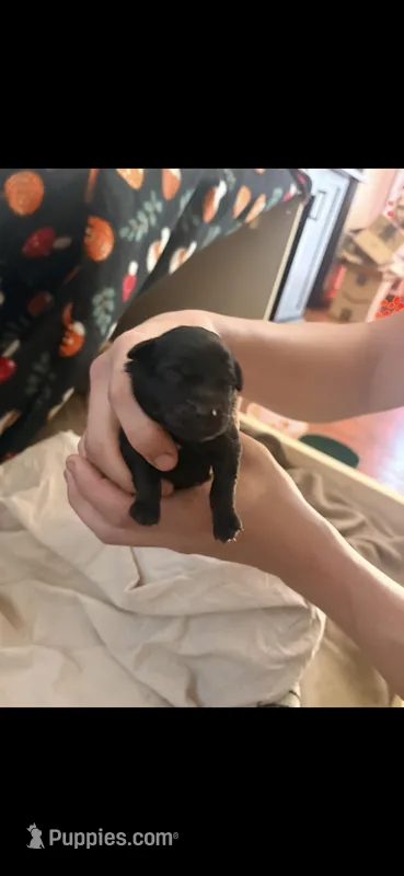 Female 1 – Belgian Shepherd Dog, Goldendoodle puppy for sale in Lincoln Park, NJ