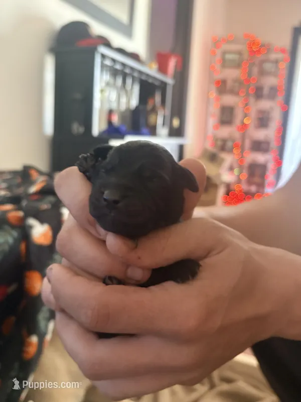 Female 1 – Belgian Shepherd Dog, Goldendoodle puppy for sale in Lincoln Park, NJ