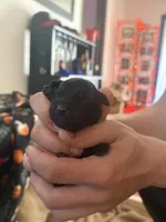 Female 1, a female Belgian Shepherd Dog and Goldendoodle for sale in Lincoln Park, NJ – Photo 1 of 2