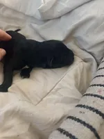 Female 1, a female Belgian Shepherd Dog and Goldendoodle for sale in Lincoln Park, NJ – Photo 2 of 2