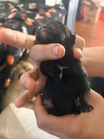 Male, a male Belgian Shepherd Dog and Goldendoodle for sale in Lincoln Park, NJ – Photo 2 of 2