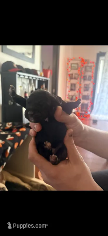 Female 3 – Belgian Shepherd Dog, Goldendoodle puppy for sale in Lincoln Park, NJ