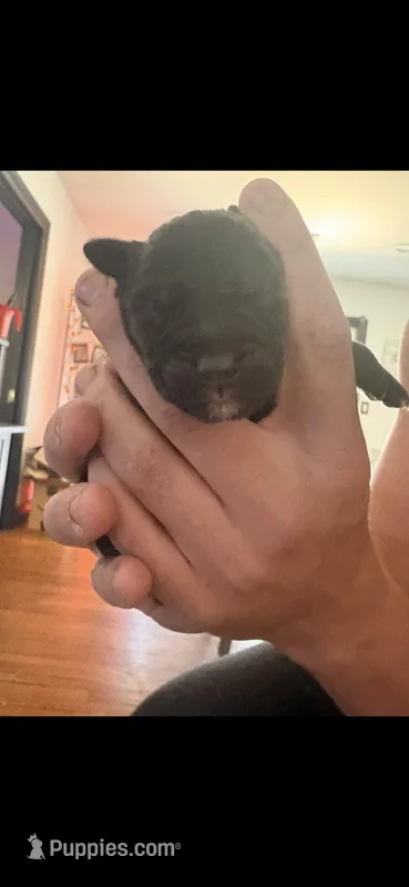 Female 2 – Belgian Shepherd Dog, Goldendoodle puppy for sale in Lincoln Park, NJ