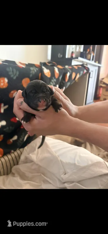 Female 4 – Belgian Shepherd Dog, Goldendoodle puppy for sale in Lincoln Park, NJ