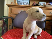 Jax , a male Australian Shepherd and Labrador Retriever for sale in Claremont, CA – Photo 5 of 5