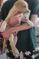 Jax , a male Labrador Retriever for sale in Claremont, CA – Photo 4 of 5