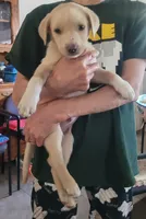 Jax , a male Labrador Retriever for sale in Claremont, CA – Photo 5 of 5