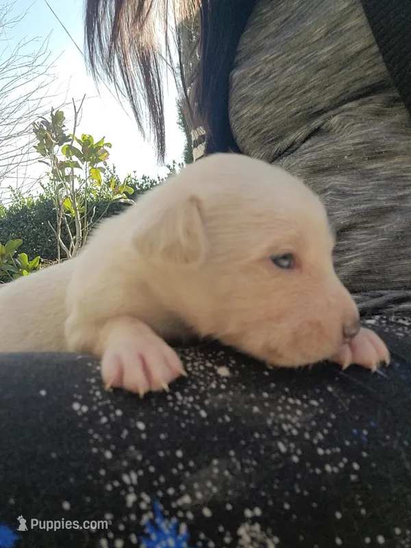 Jax , a male Labrador Retriever for sale in Claremont, CA – Photo 1 of 5