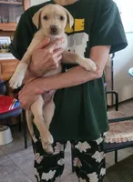 Jax , a male Labrador Retriever for sale in Claremont, CA – Photo 3 of 5