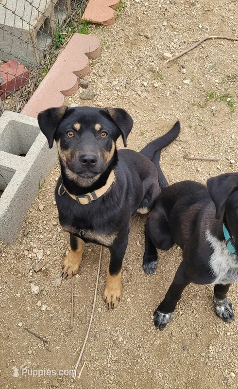 Gom-Soon – Jindo, Labrador Retriever puppy for sale in Claremont, CA