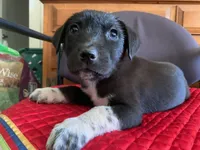 Gerald, a male Labrador Retriever for sale in Claremont, CA – Photo 2 of 2