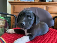 Gerald, a male Labrador Retriever for sale in Claremont, CA – Photo 1 of 2