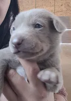 Mi-So, a female Labrador Retriever for sale in Claremont, CA – Photo 2 of 2