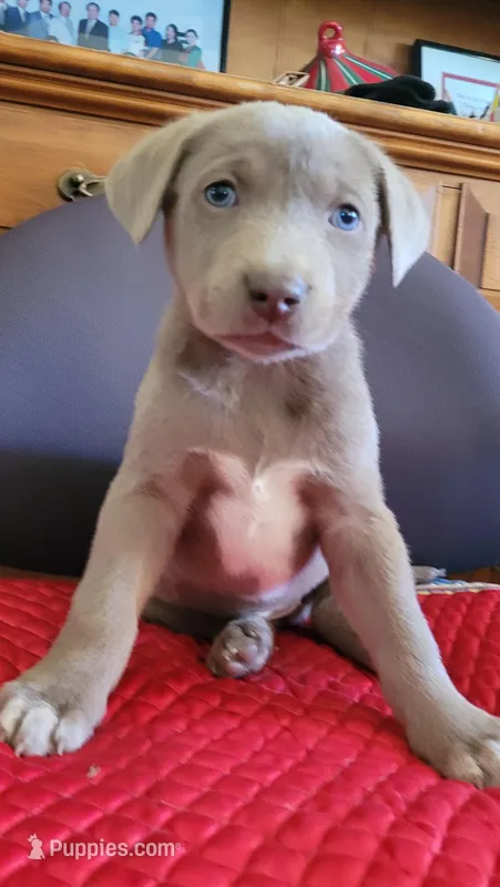 Mi-So – Labrador Retriever puppy for sale in Claremont, CA