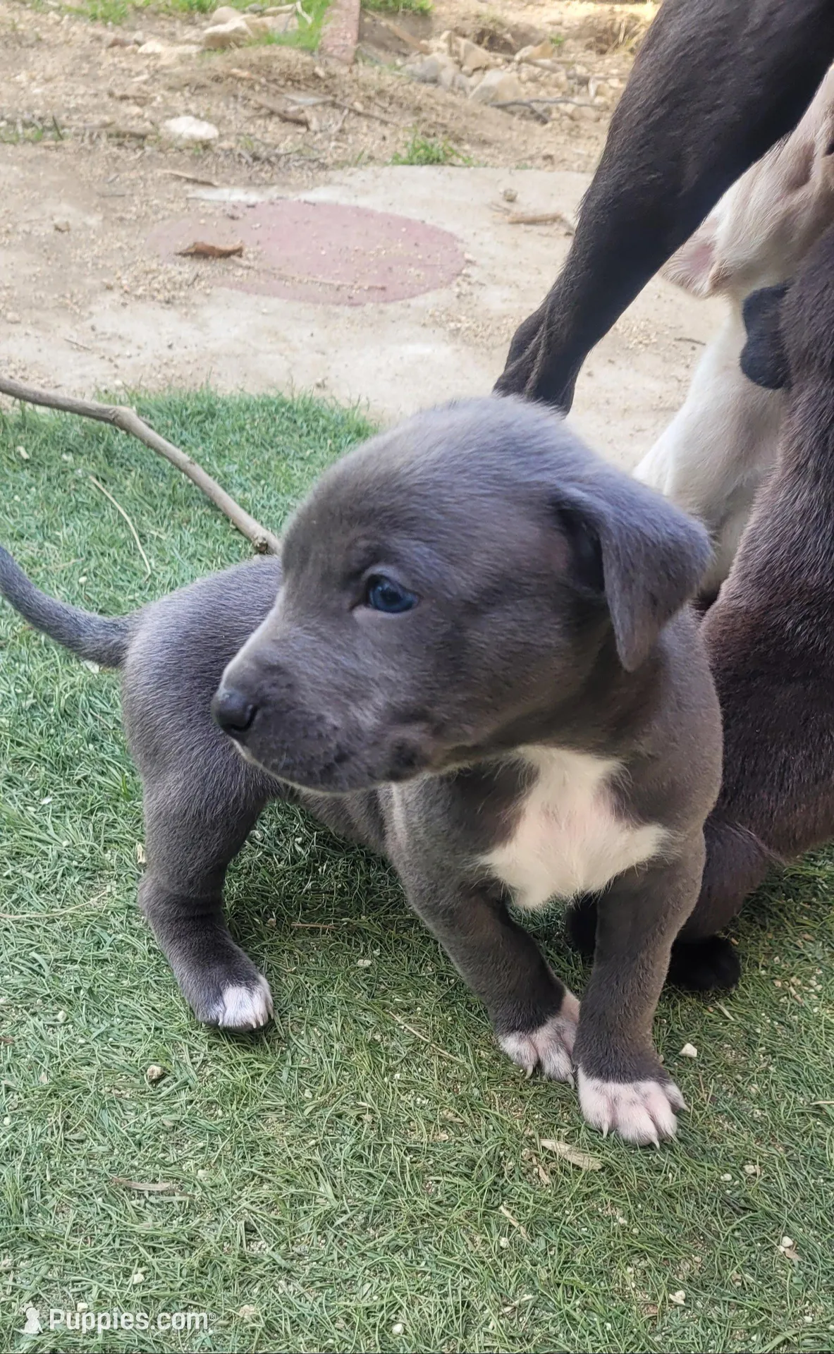 Venice  – Labrador Retriever puppy for sale in Claremont, CA