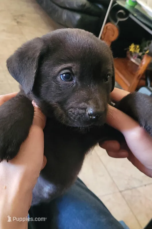 Choco – Labrador Retriever puppy for sale in Claremont, CA