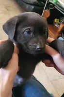 Choco, a male Labrador Retriever for sale in Claremont, CA – Photo 1 of 3