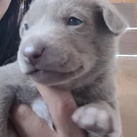 Venice , a male Labrador Retriever for sale in Claremont, CA – Photo 3 of 4