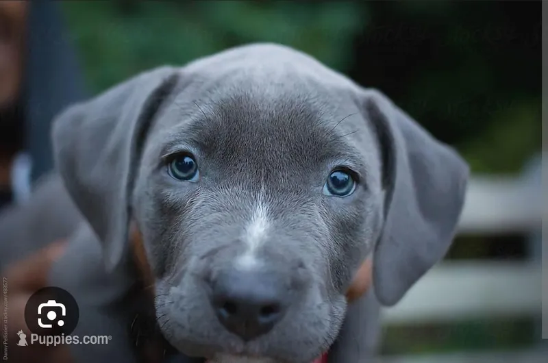 Venice  – Labrador Retriever puppy for sale in Claremont, CA