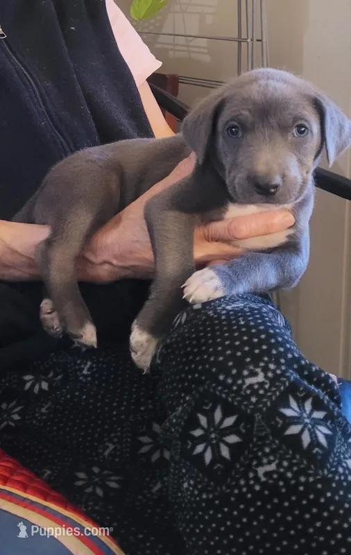 Venice  – Labrador Retriever puppy for sale in Claremont, CA