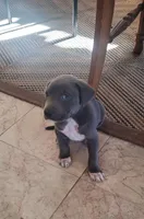 Venice , a male Australian Shepherd and Labrador Retriever for sale in Claremont, CA – Photo 2 of 2