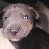 Venice , a male Labrador Retriever for sale in Claremont, CA – Photo 2 of 4