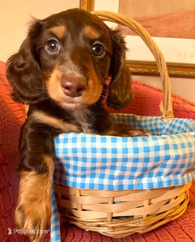 Llew – Miniature Dachshund puppy for sale in Ann Arbor, MI