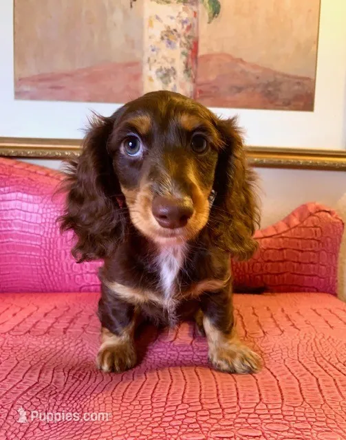 Llew – Miniature Dachshund puppy on hold in Ann Arbor, MI