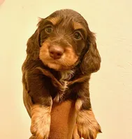 Llew, a male Miniature Dachshund for sale in Ann Arbor, MI – 1 of 1