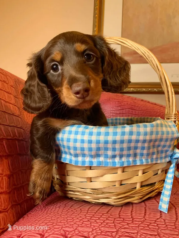 LaVerne – Miniature Dachshund puppy for sale in Ann Arbor, MI