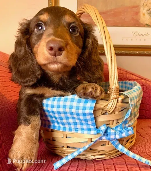 Leonidas (Leo) – Miniature Dachshund puppy for sale in Ann Arbor, MI