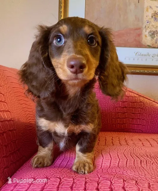 Leonidas (Leo) – Miniature Dachshund puppy on hold in Ann Arbor, MI
