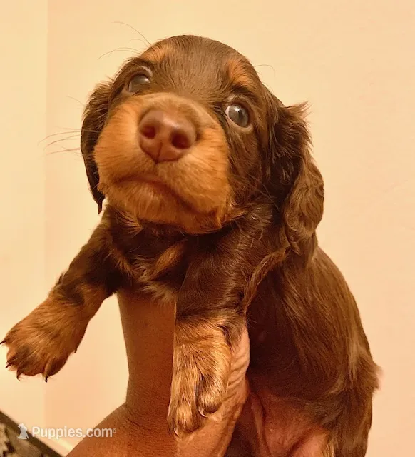 LaVerne – Miniature Dachshund puppy for sale in Ann Arbor, MI