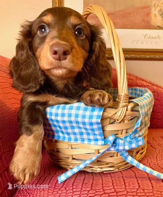 Leonidas (Leo) – Miniature Dachshund puppy for sale in Ann Arbor, MI