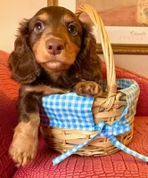 Leonidas (Leo), a male Miniature Dachshund for sale in Ann Arbor, MI – 1 of 1